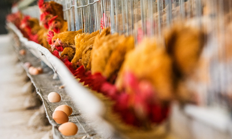 Chicken Farm Ventilation and Cooling