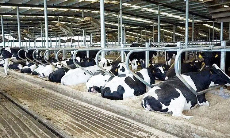 Cattle Farm Ventilation and Cooling