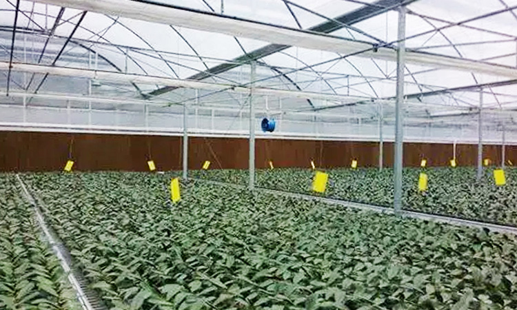 Vegetable and Fruit Greenhouse Ventilation and Cooling Case