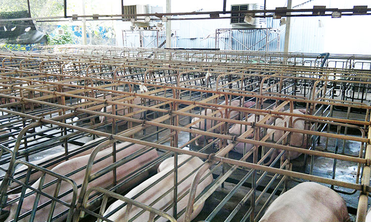Animal Husbandry & Flower Planting Ventilation and Cooling