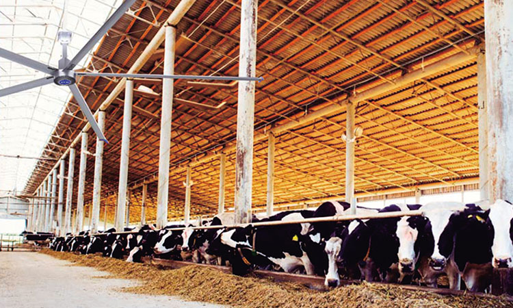 Animal Husbandry and Cattle Plant Ventilation and Cooling